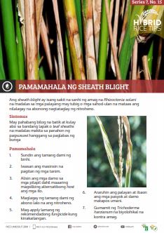 pamamahala-ng-sheath-blight-at-rice-blast